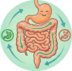 Cải thiện tiêu hóa, giảm đầy hơi – táo bón – tiêu chảy